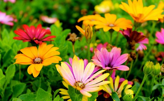 assorted color flowers