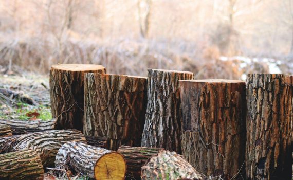 depth of field photography of brown tree logs