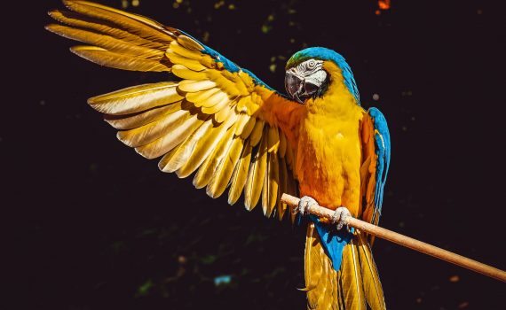 photo of yellow and blue macaw with one wing open perched on a wooden stick