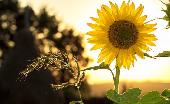 sunflower during sunset