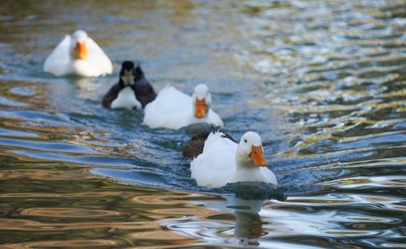 white duck on water