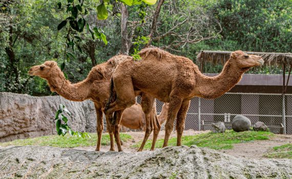 dual perspectives a whimsical illusion as two camels stand side by side gazing in opposite directions playfully creating the illusion of a two headed camel