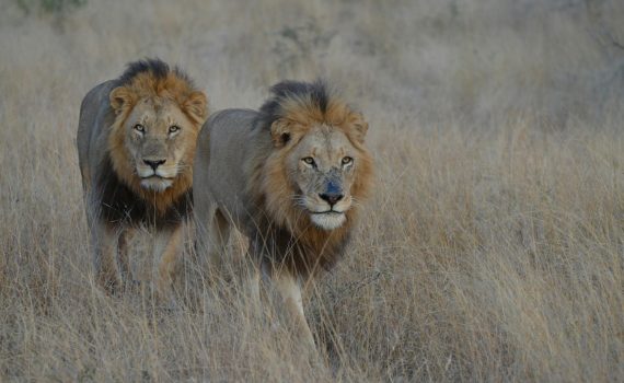 two lions in savannah