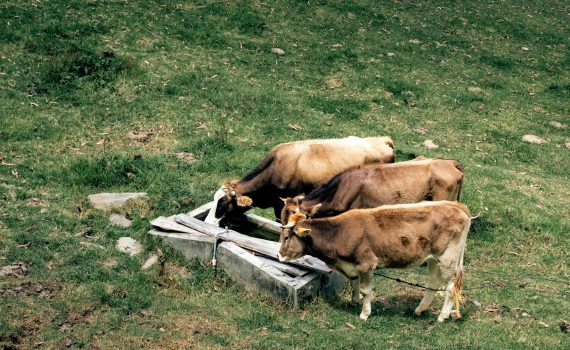 cows drinking from the trough