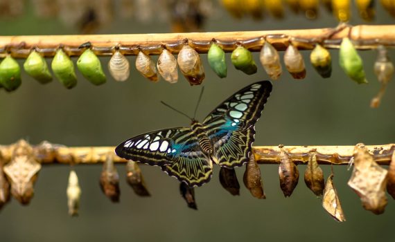 blue and black butterfly on brown stick