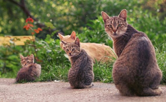 cats in the garden