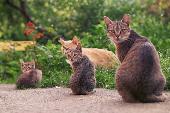 cats in the garden