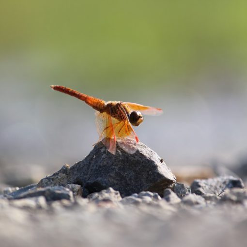 brown and black butterfly on gray rock during daytime