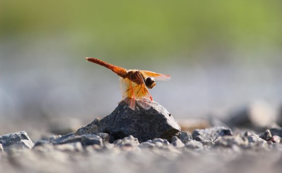 brown and black butterfly on gray rock during daytime