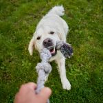 a human is playing tug of war with an eager white golden retriever both fully engaged in the fun game