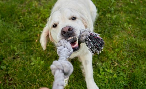 a human is playing tug of war with an eager white golden retriever both fully engaged in the fun game